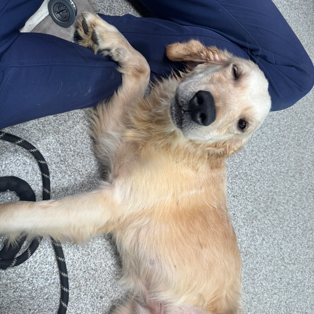 Golden Retriever
