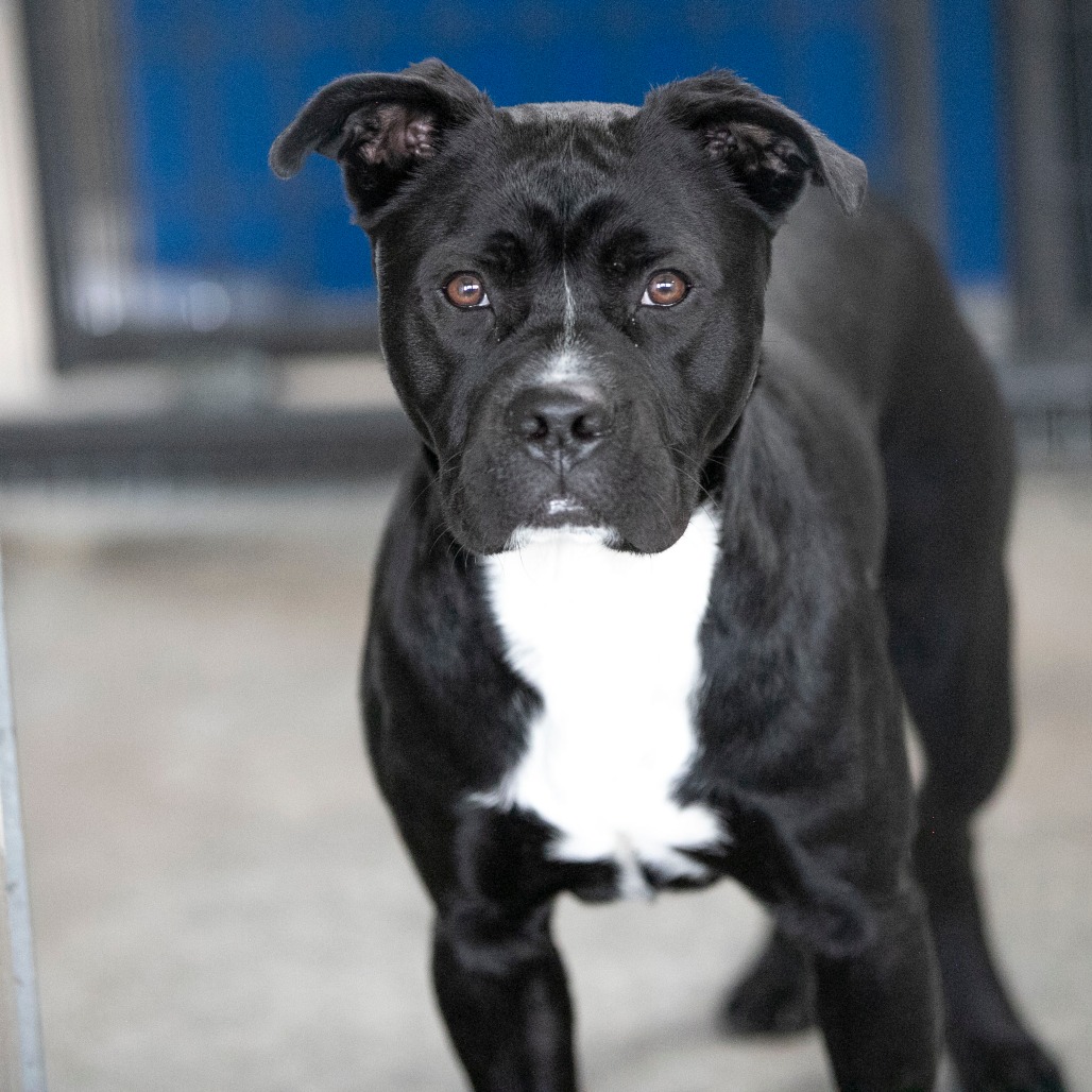 HAVOC (MY26-11) - Terrier / Staffordshire Bull available for adoption