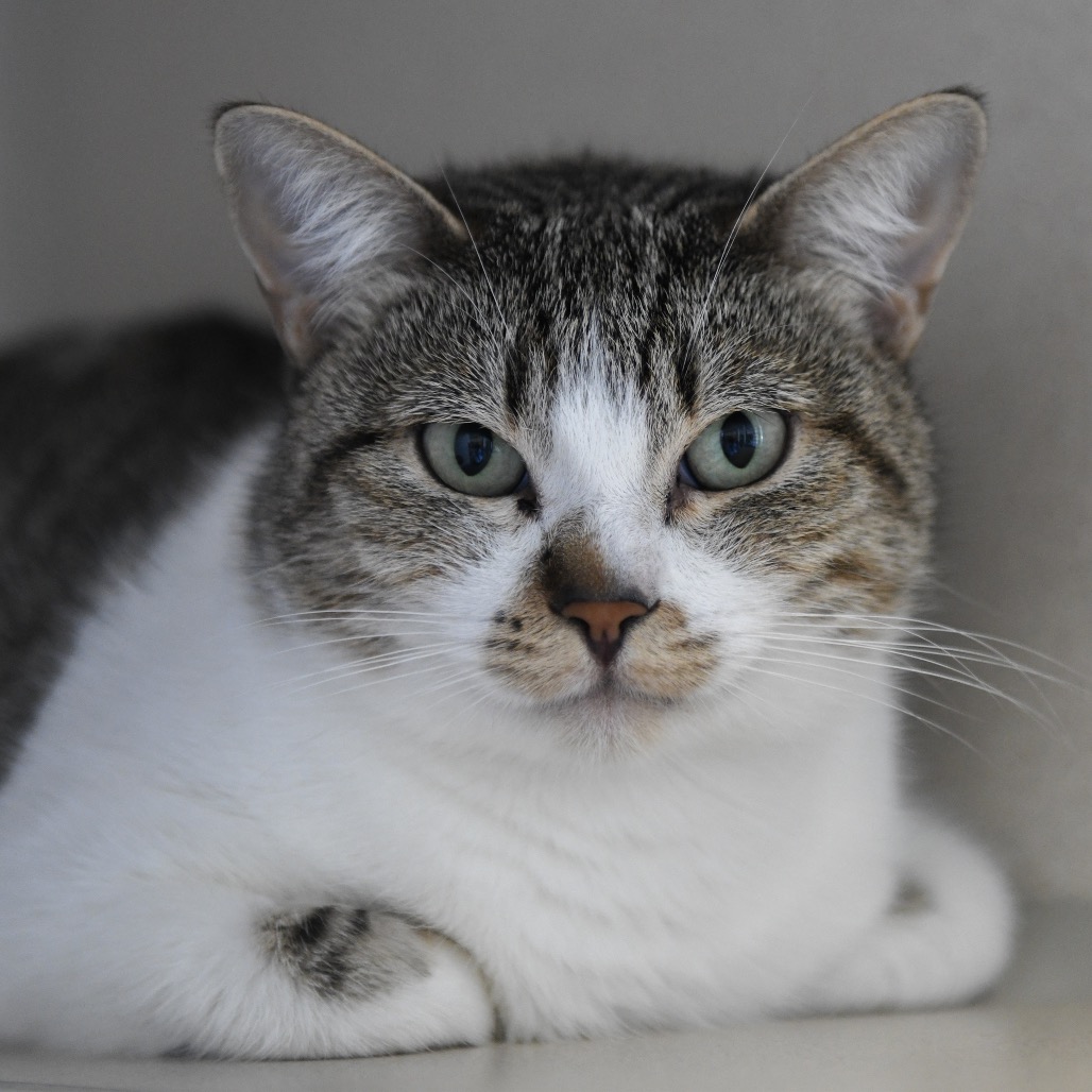 Bartolina Sisa - Domestic Shorthair
