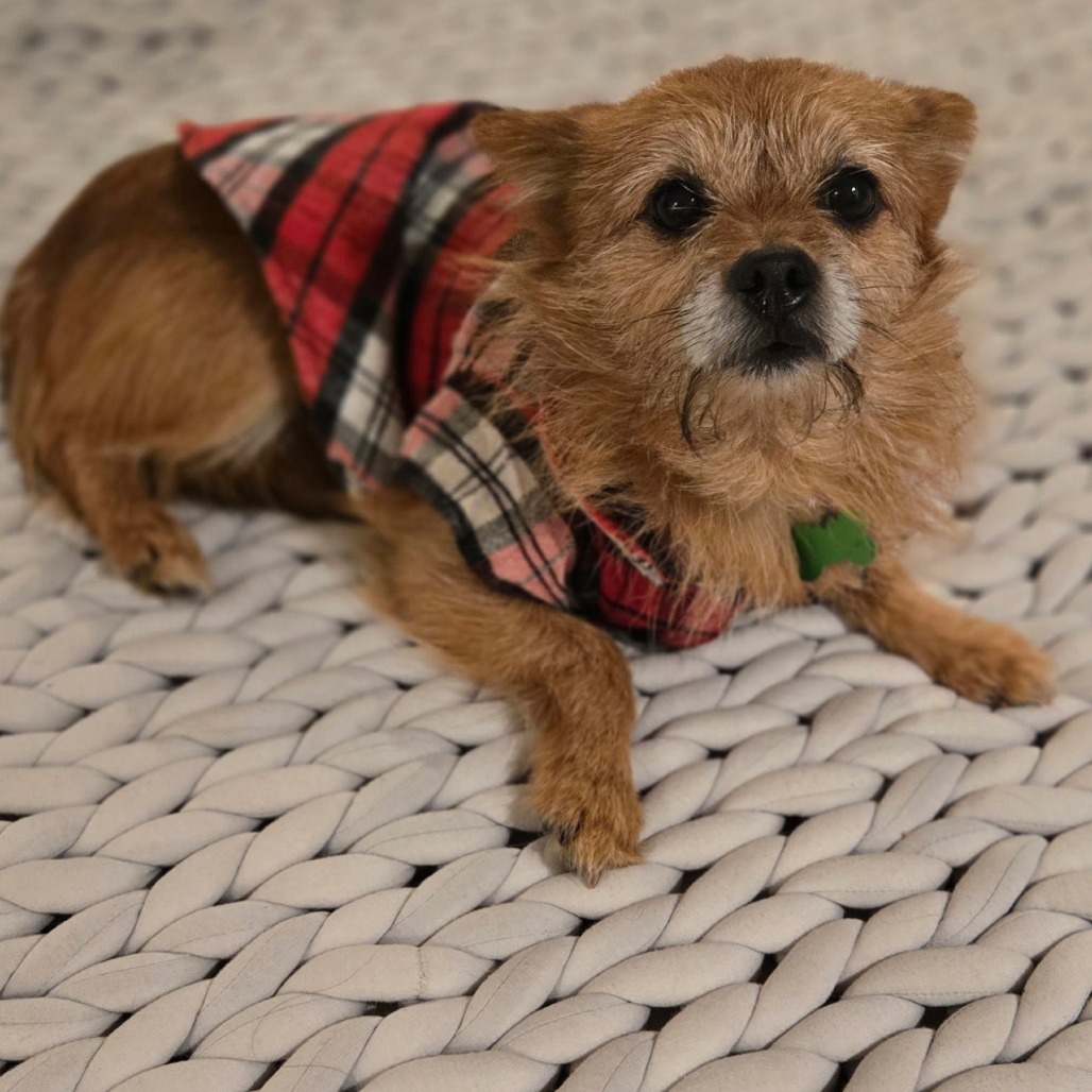 Chico is available for adoption at Full Circle Rescue and Sanctuary