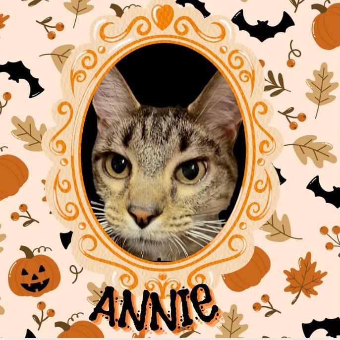 ANNIE - Domestic Shorthair available for adoption