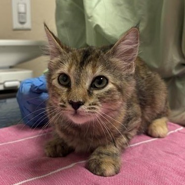 Rose: Female 3 Domestic Shorthair