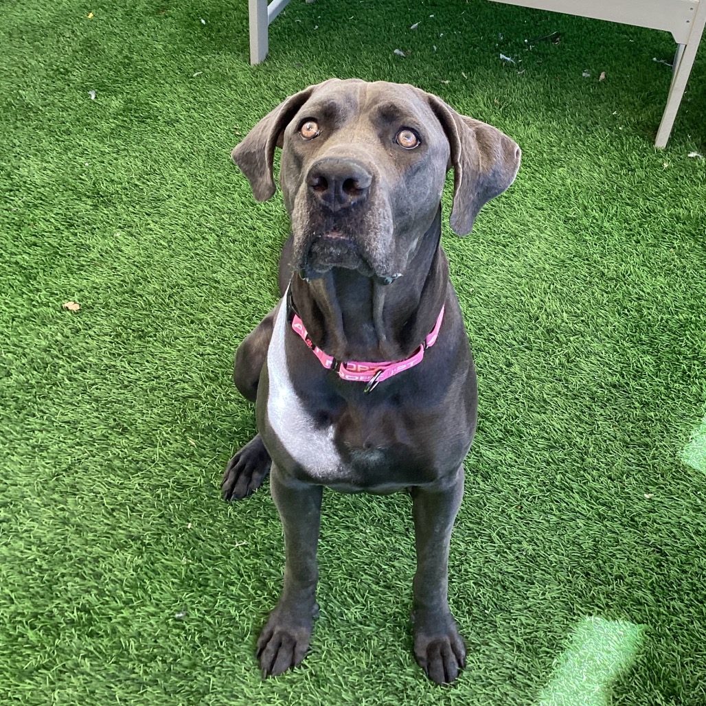 GIA - Great Dane / Mastiff, Cane Corso available for adoption