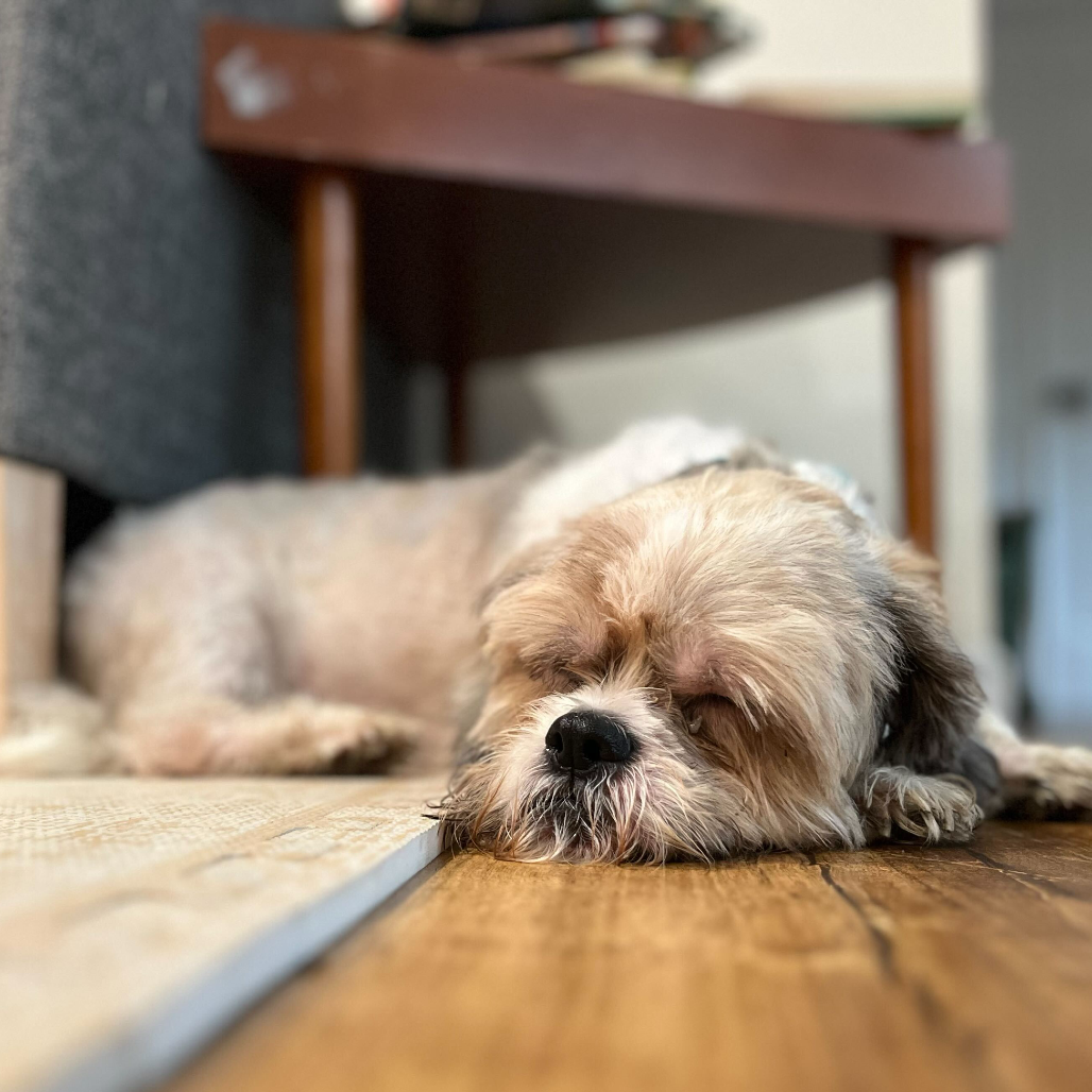 Shaggy — thumbnail 4