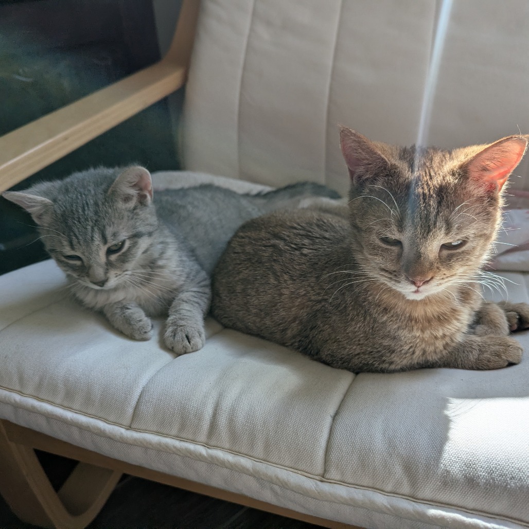 Ilona Meower