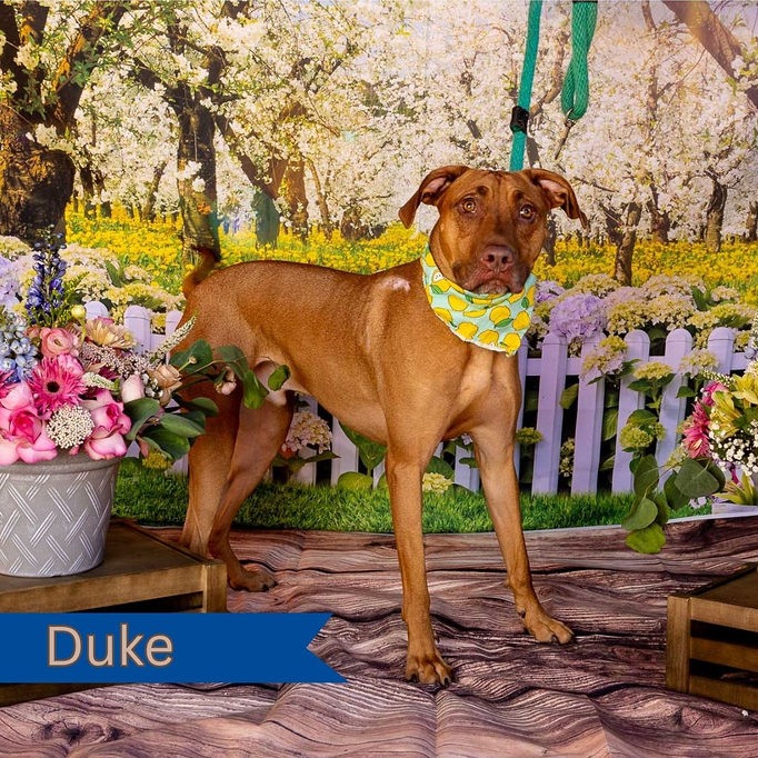 Duke