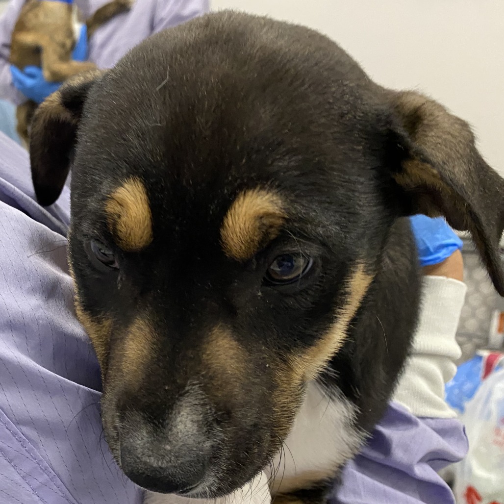 Martini — thumbnail 2