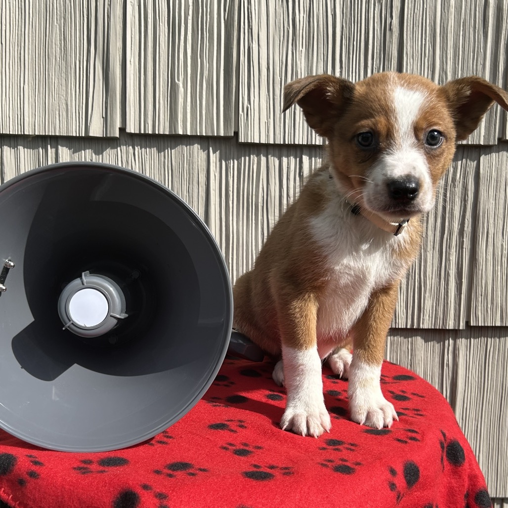 Bullhorn