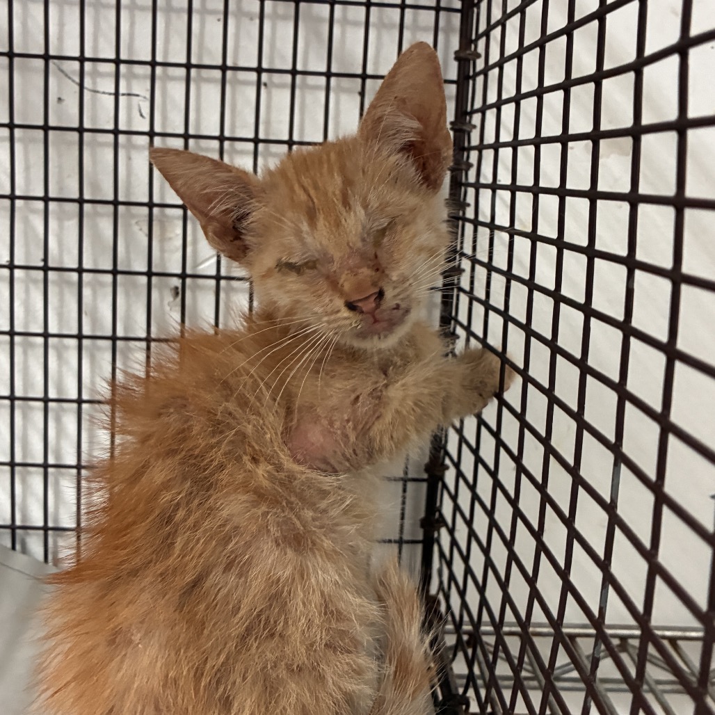 NATE - Domestic Shorthair available for adoption