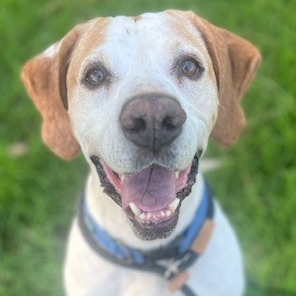 BUDDY BOY, photo 11