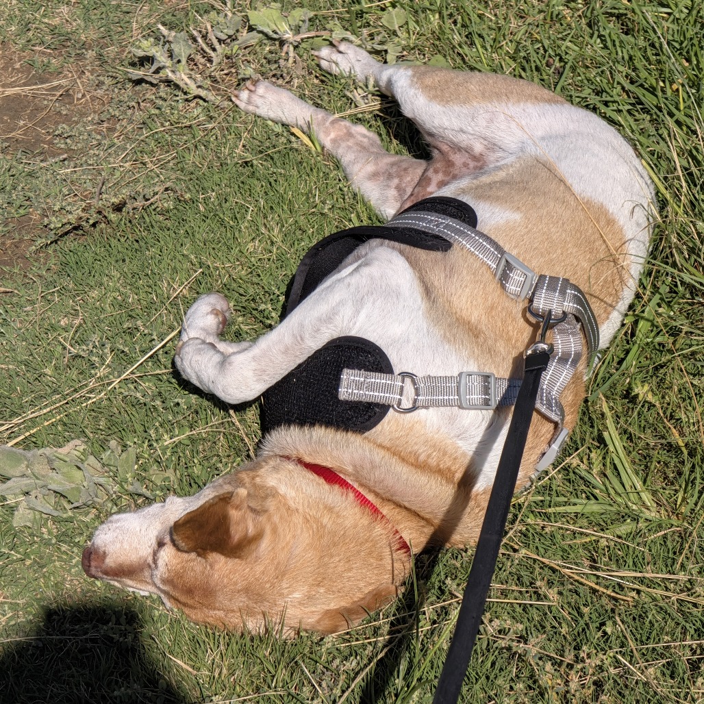 Remmee, photo 13