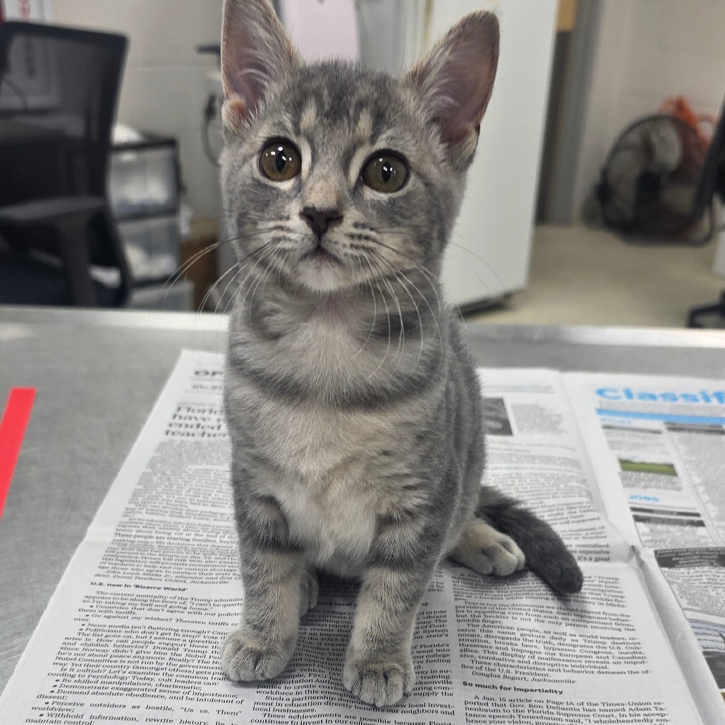 BASHFUL - Domestic Shorthair available for adoption