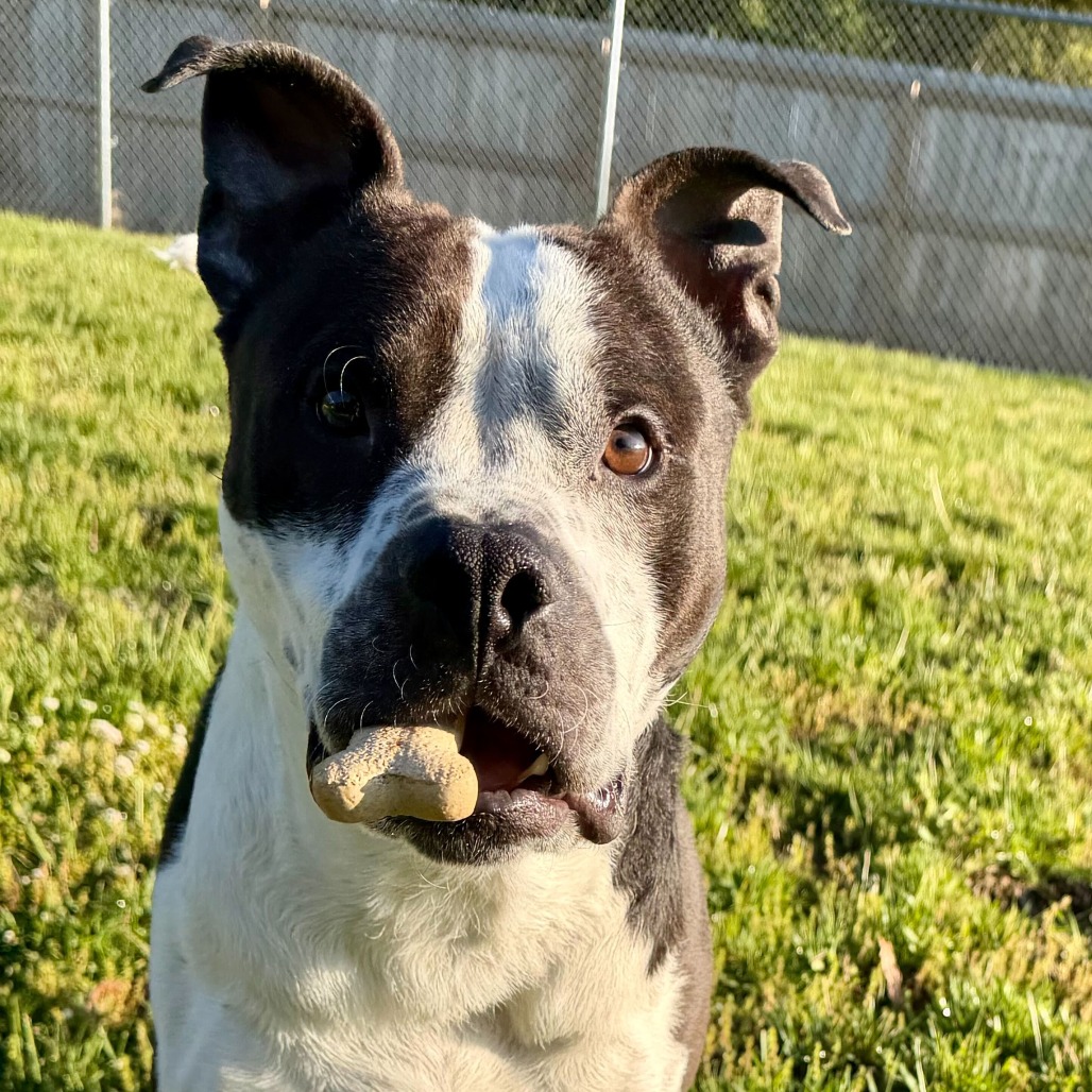 MAHOGANY - Terrier, American Pit Bull / Mixed Breed (Medium) available for adoption