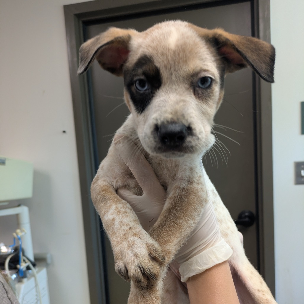 ZUMBA - American Blue Heeler / Terrier available for adoption