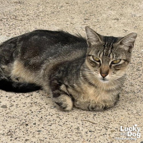 RILEE - Domestic Shorthair available for adoption