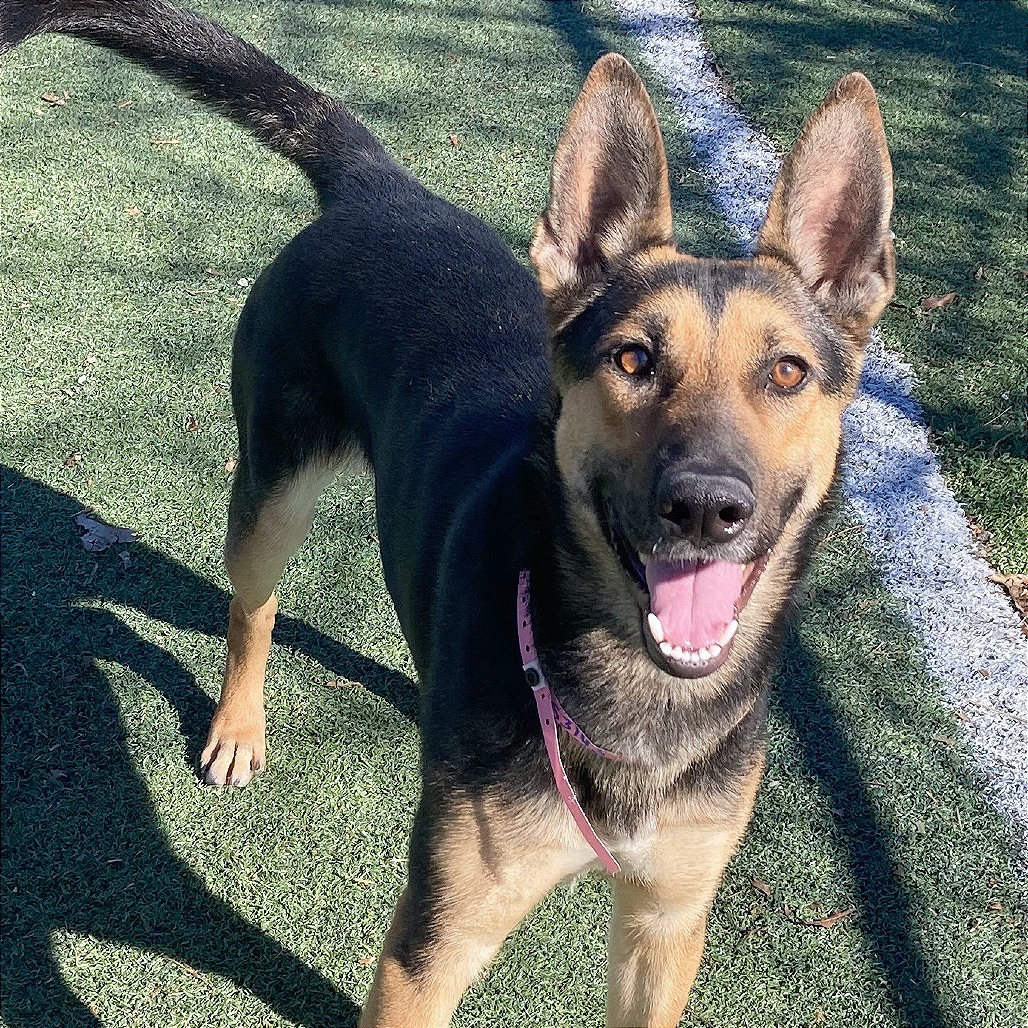 SUNSTORM — thumbnail 7