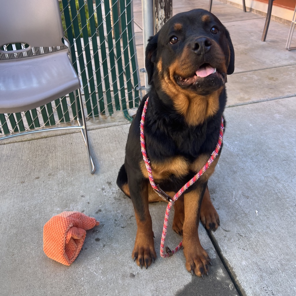 Kennel#32 Sparrow's preview photo