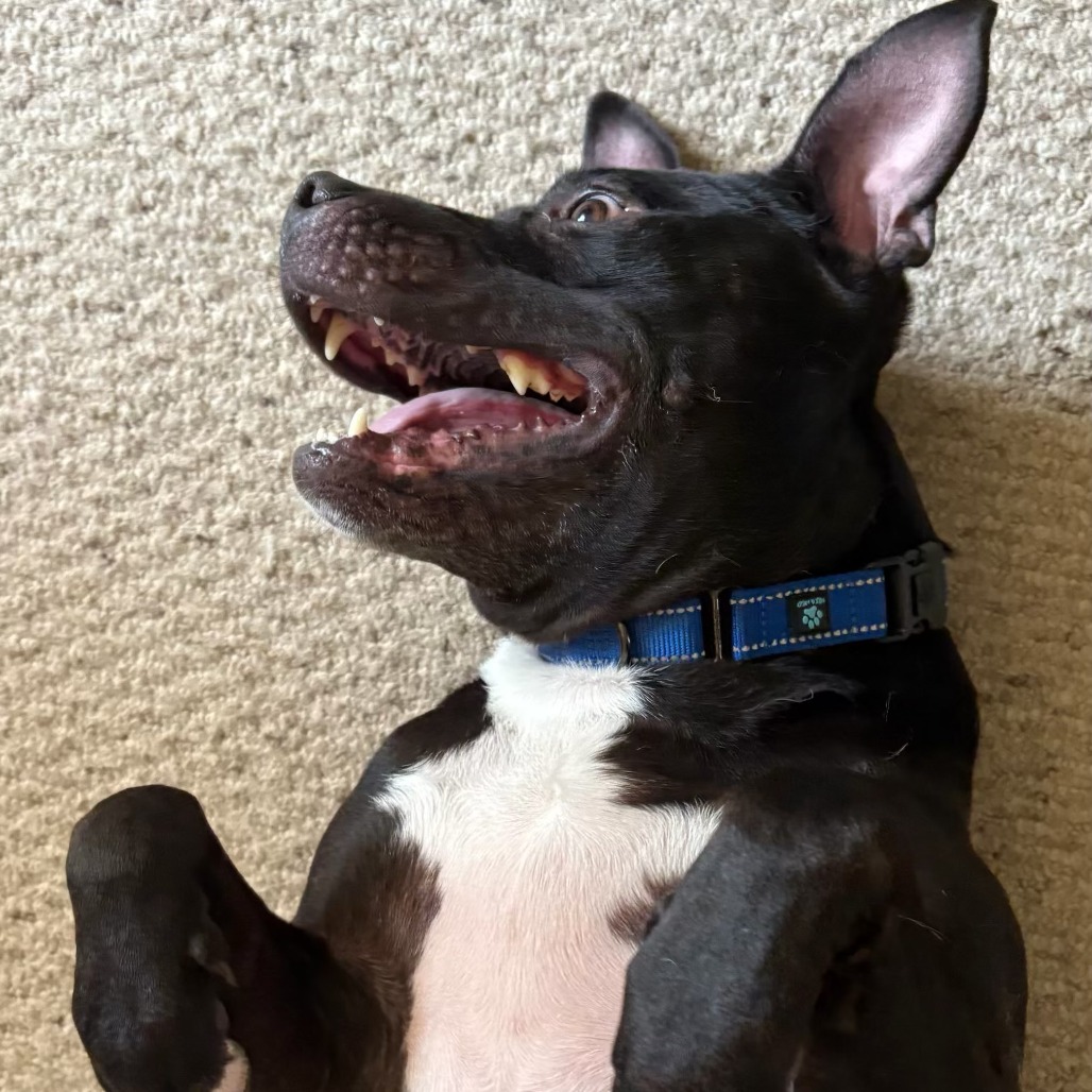 Bowser, photo 5