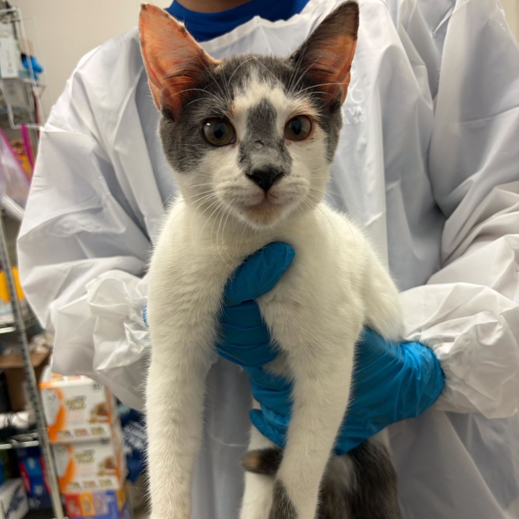 Jigsaw J15, available for adoption at PVAS