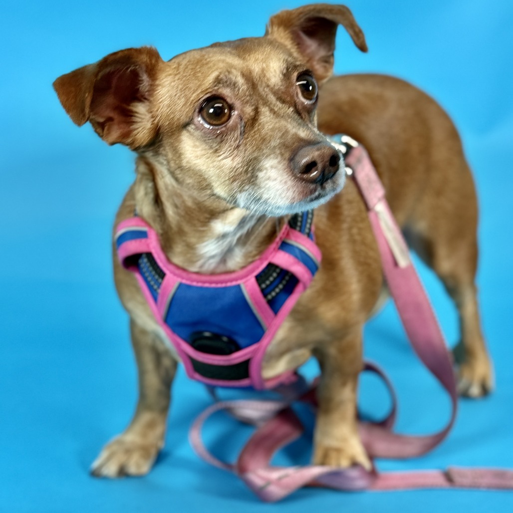 Missy — thumbnail 2