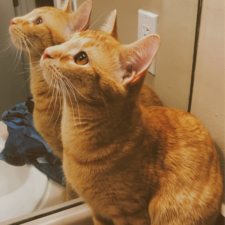 GOMEZ - Domestic Shorthair available for adoption