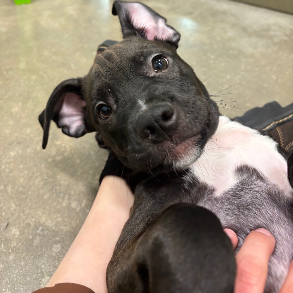 NOODLEPUFF - Mixed Breed (Medium) available for adoption