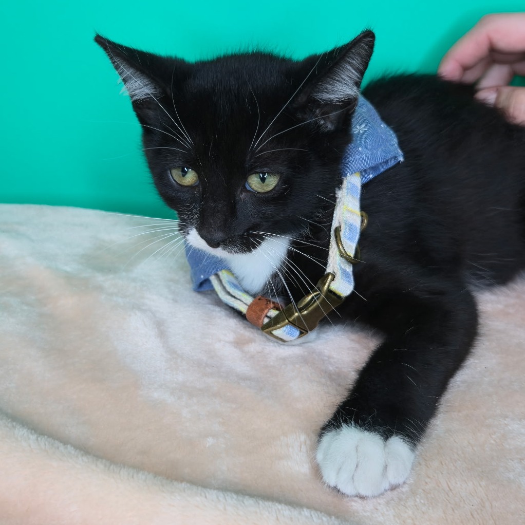 BINX - Domestic Shorthair available for adoption