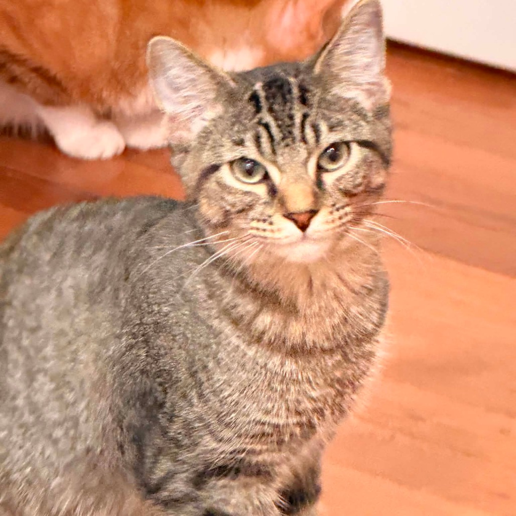 JIMMIE - Domestic Shorthair for adoption in Aurora