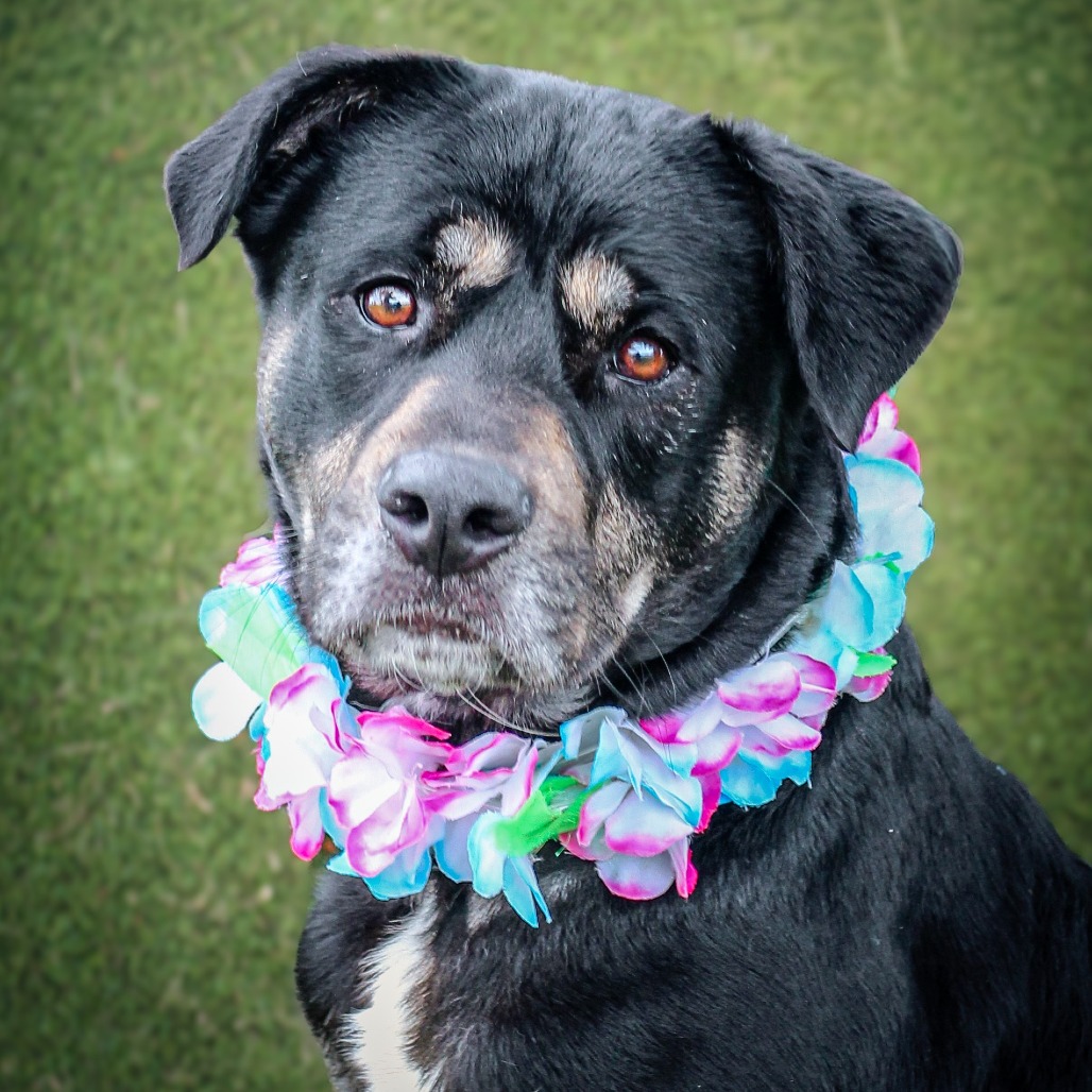 Storm, an adoptable dog at SPCA-BC