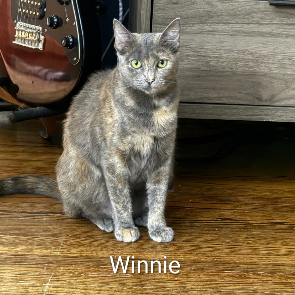 Winnie @Paws and Purrs, an adoptable cat