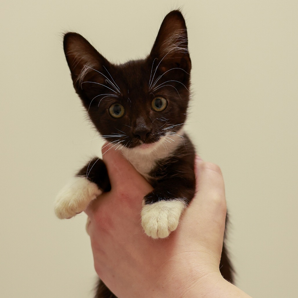 Frodo, photo 3