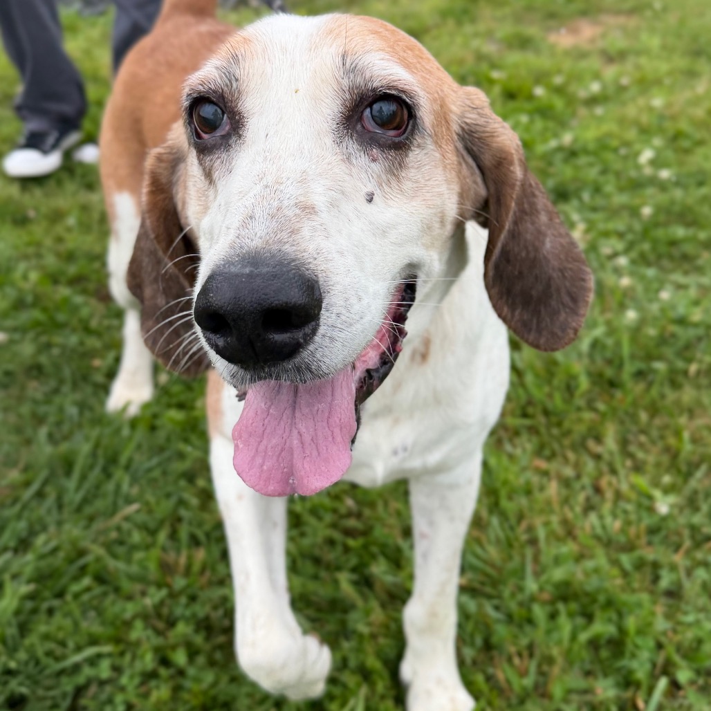 ALBERT (IN FOSTER) - Hound / Mixed Breed (Large) available for adoption