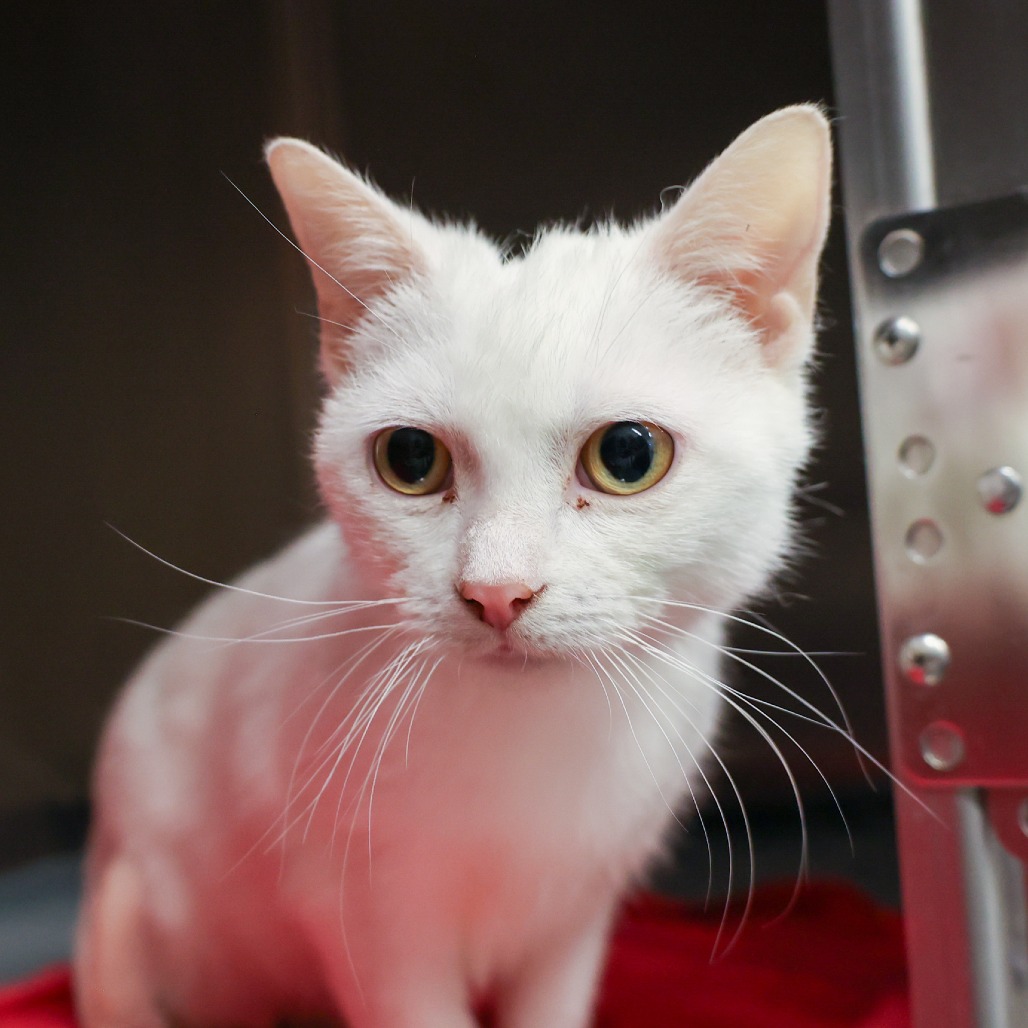 Garden — thumbnail 5