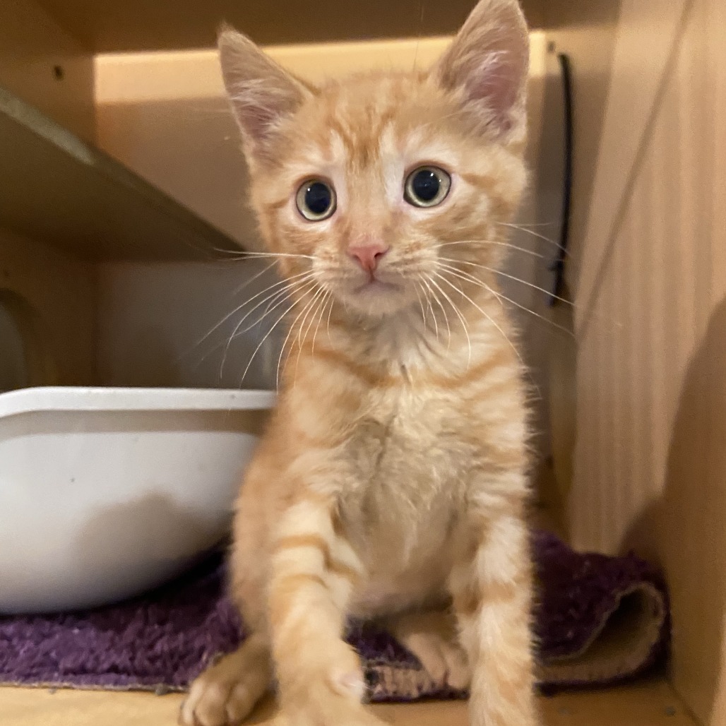BIGGIE - Domestic Shorthair available for adoption
