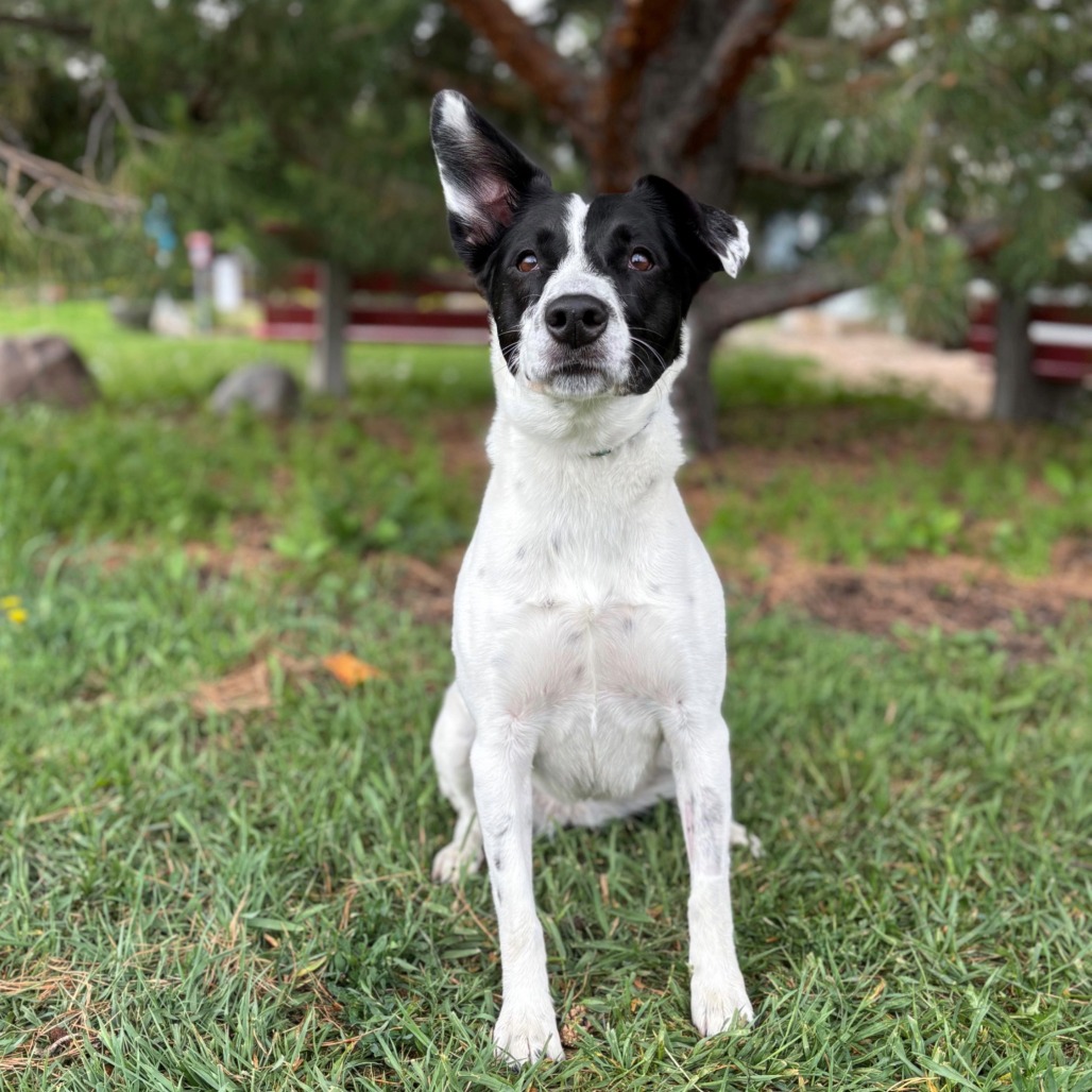 Brie--In Foster, photo 13