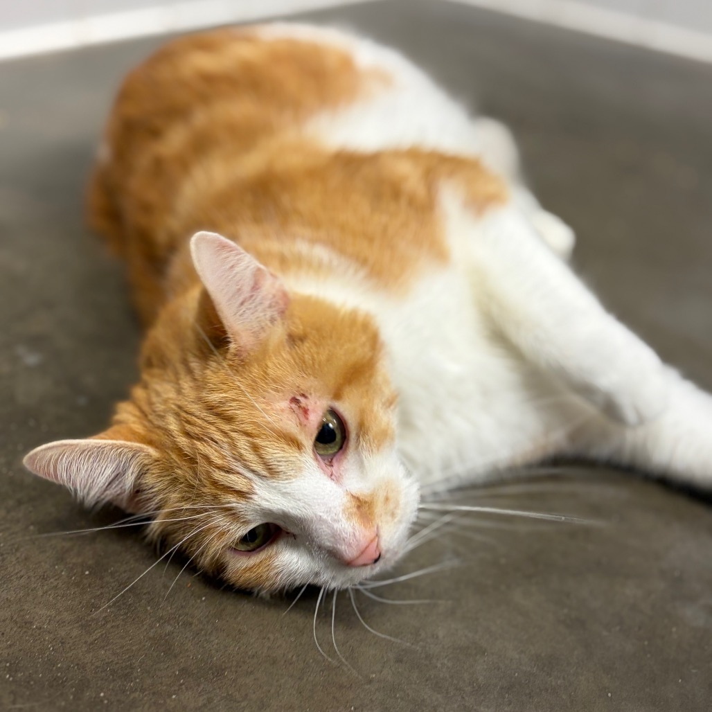 Photo of Cheeto 5