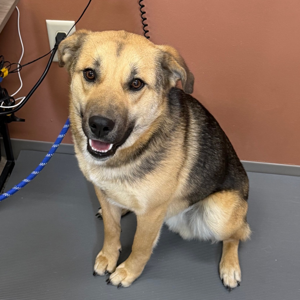 Cecil — thumbnail 3