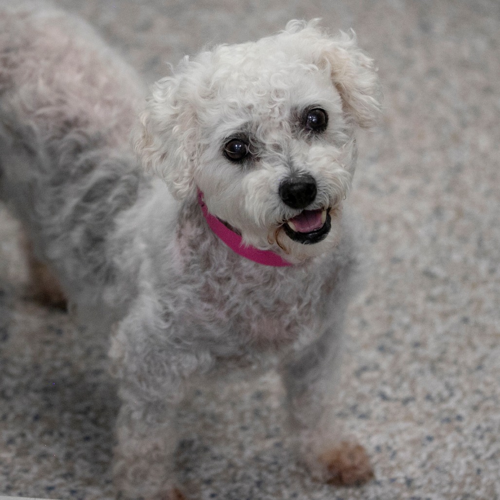 Tracey (AP26-67), photo 2