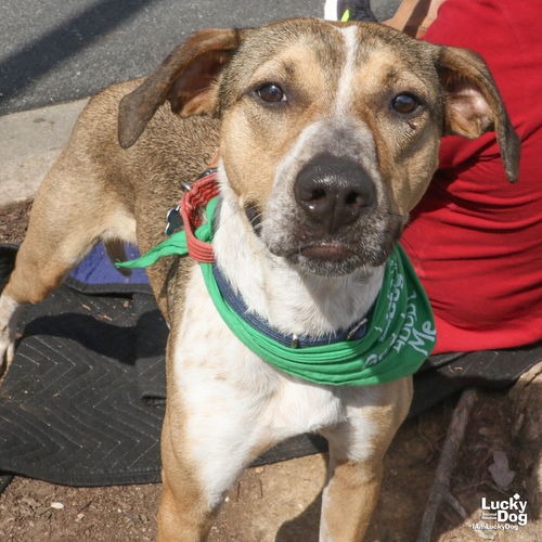 FIZZ - Shepherd / Mix available for adoption