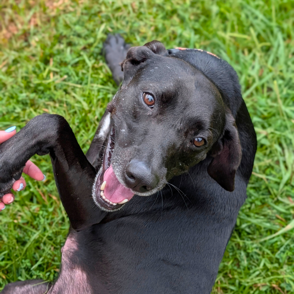 Phoebe 09-1747, photo 21