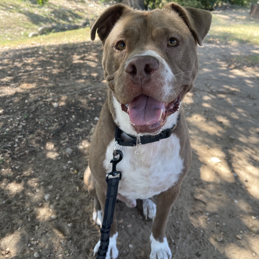 Fudgsicle — thumbnail 7