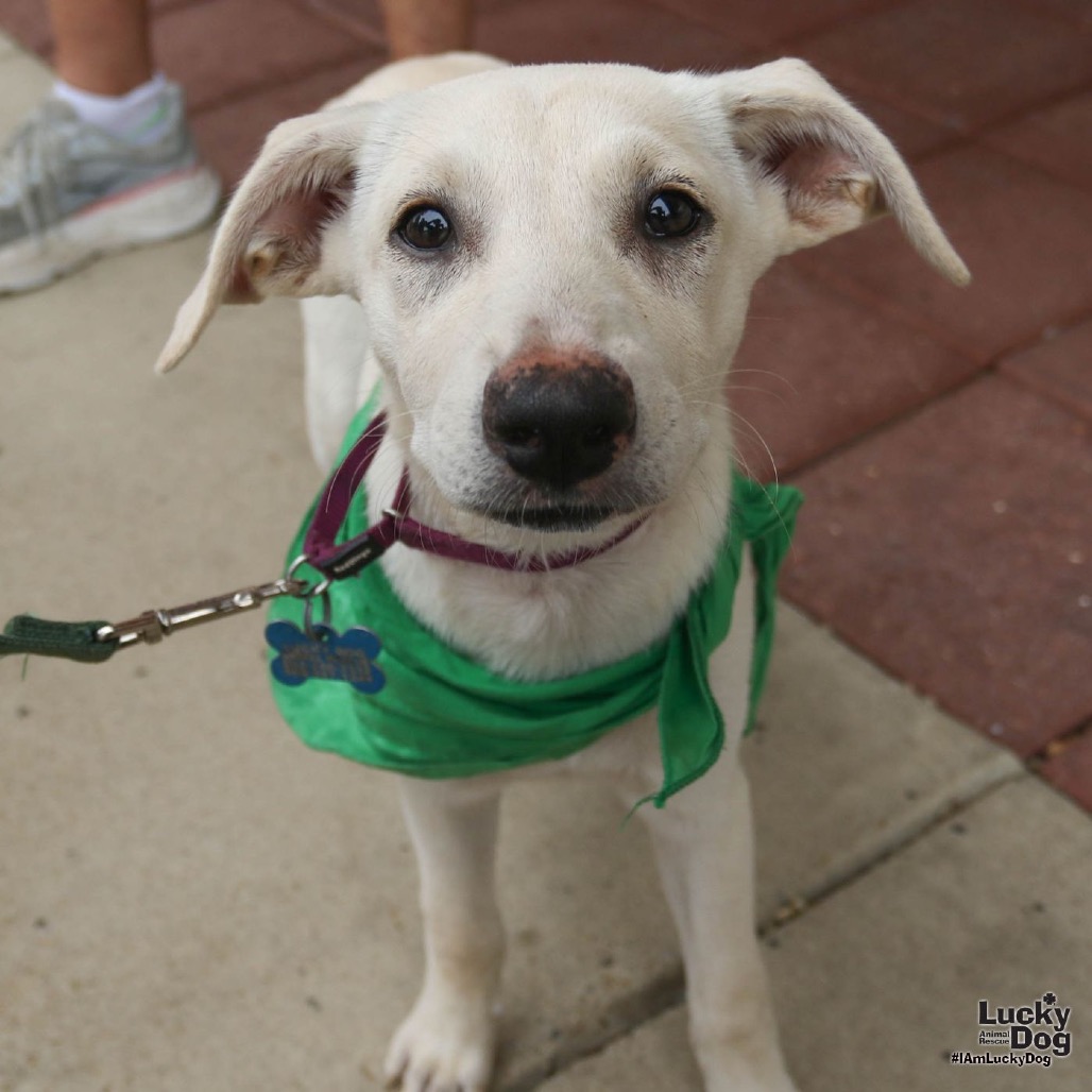ISA - Shepherd, Australian / Cattle Dog available for adoption