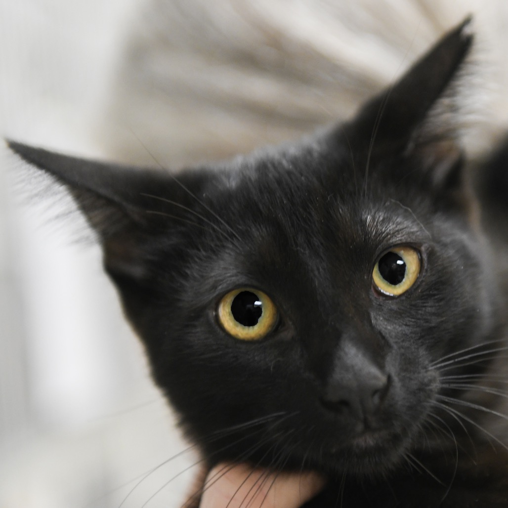Clue - Domestic Shorthair