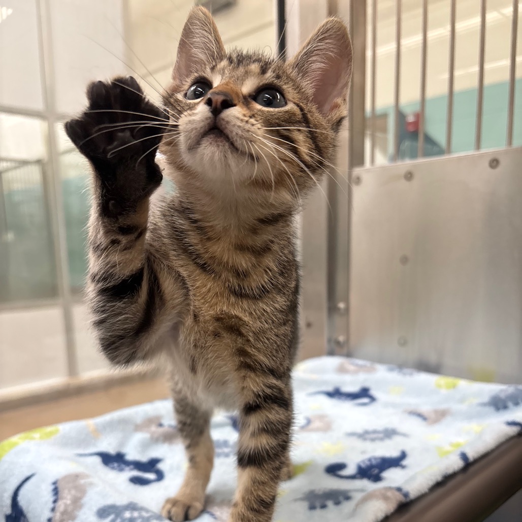 Photo of Crackle, a cat adopted from Gulf Coast Humane Society
