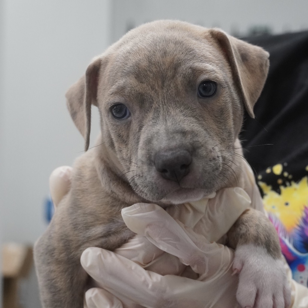 Miami Puppy - Sunshine, photo 9