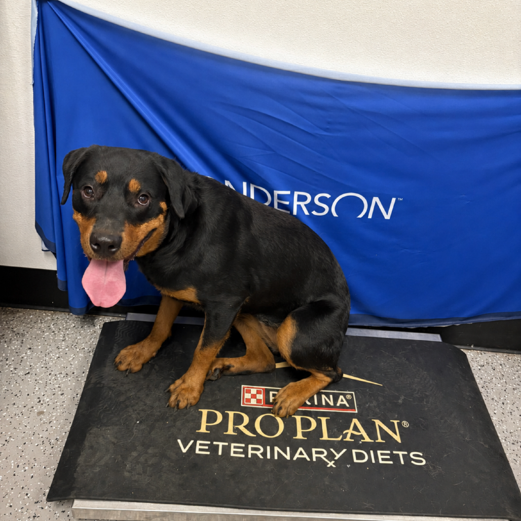 ROSIE - Rottweiler available for adoption