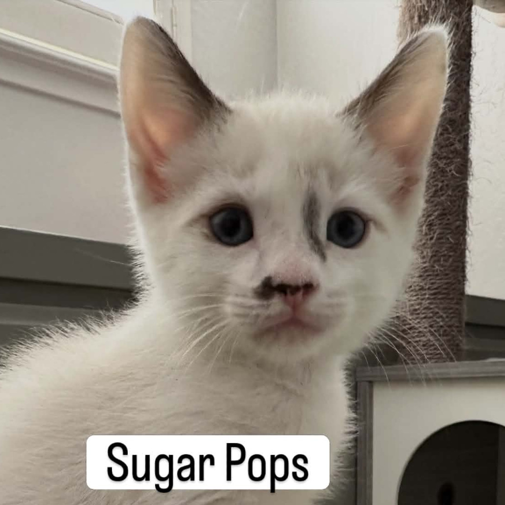 Sugar Pops, photo 3