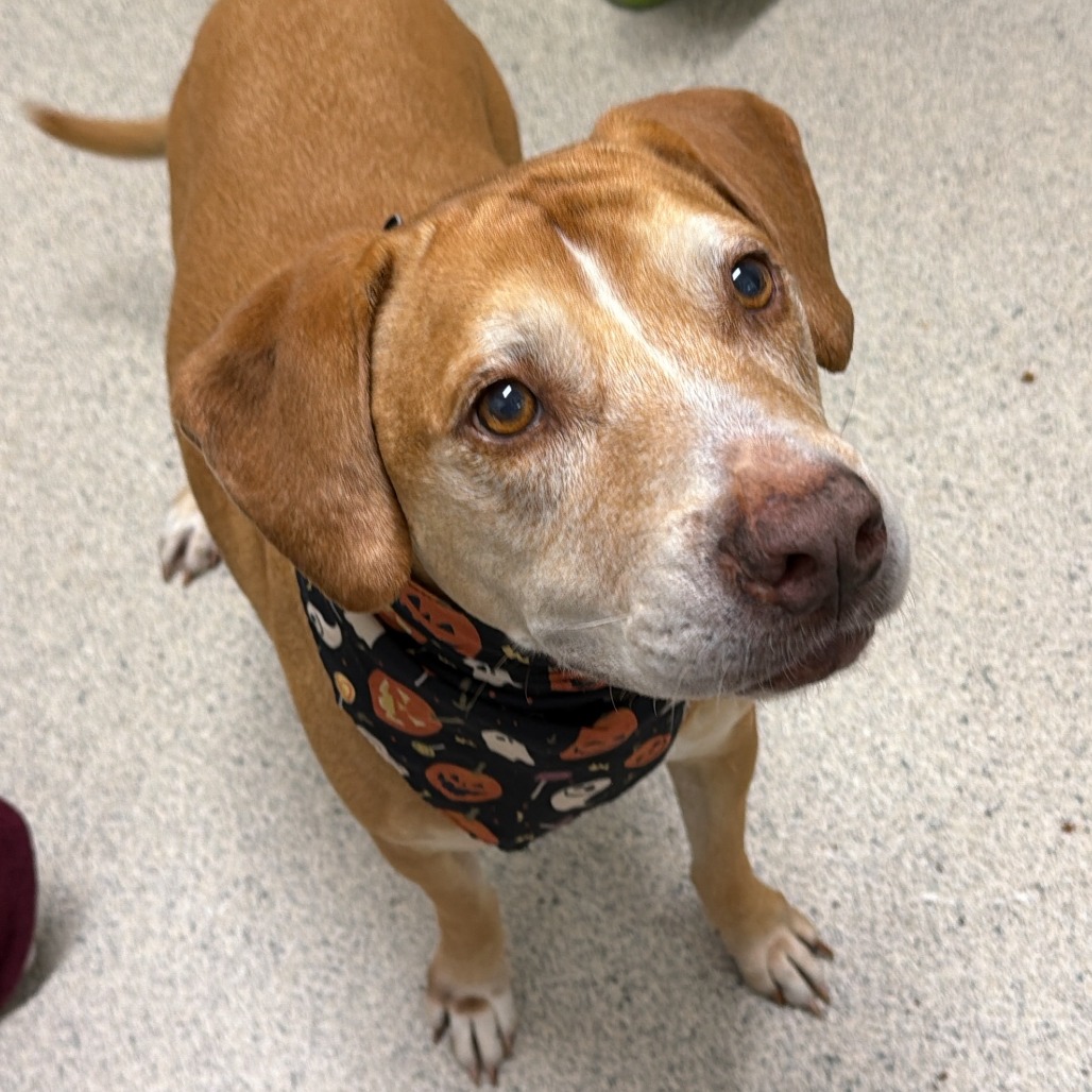CLOVER - Mixed Breed (Large) available for adoption