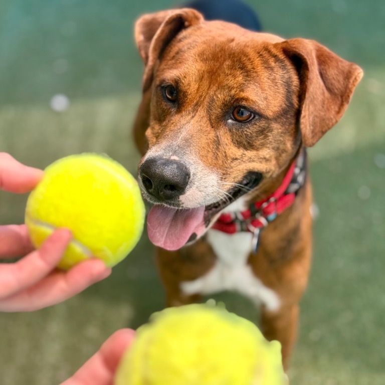 Close-up photo of Duke