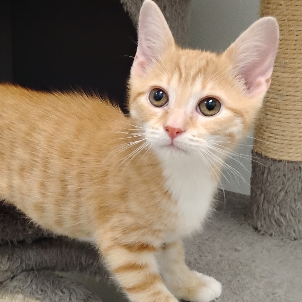 DANTE TORRES - Domestic Shorthair available for adoption